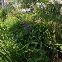 Campanula rapunculoides