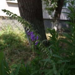 Campanula rapunculoides
