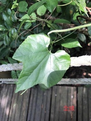 Trichosanthes pilosa