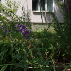 Campanula rapunculoides