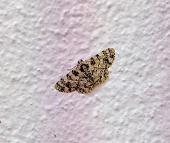 Myrioblephara simplaria