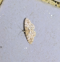 Myrioblephara simplaria