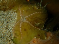 Ophiothrix caespitosa