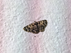 Myrioblephara simplaria