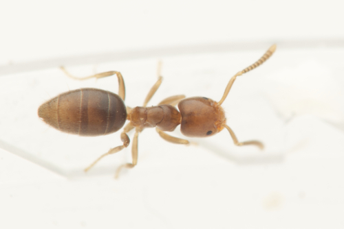 阿氏蚁属Arnoldius
