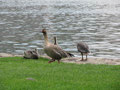 Anser brachyrhynchus