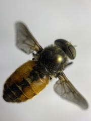 Hybomitra lundbecki