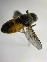 Hybomitra lundbecki