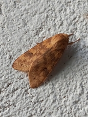 Lophocampa hispaniola