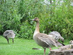 Anser brachyrhynchus