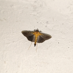 Filodes fulvidorsalis