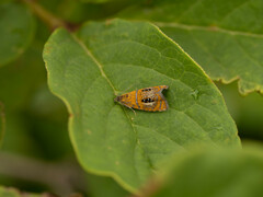 Olethreutes captiosana