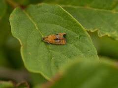 Olethreutes captiosana