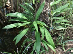 Epipremnum amplissimum