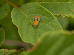 Olethreutes captiosana