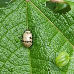 Meristata spilota