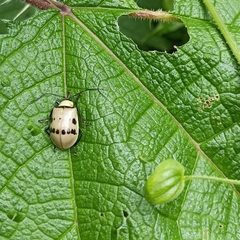Meristata spilota