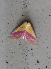 Phytometra rhodarialis