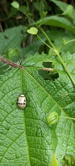 Meristata spilota