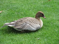 Anser brachyrhynchus