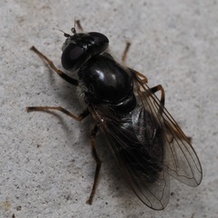 Cheilosia caerulescens