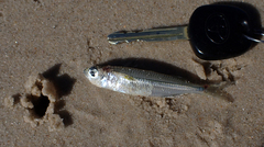 Atherinomorus vaigiensis