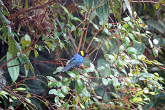 Iridosornis reinhardti