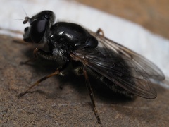 Cheilosia caerulescens