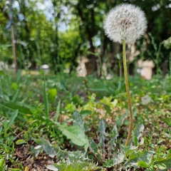 Taraxacum officinale