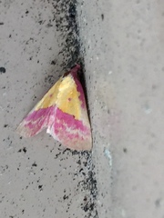 Phytometra rhodarialis