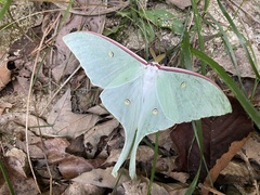 Actias gnoma