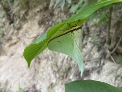 Actias gnoma