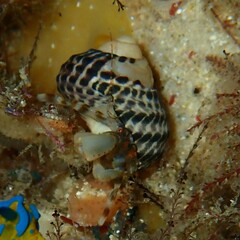 Pagurixus jerviensis