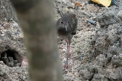 Rallina fasciata