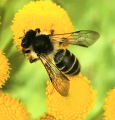 Andrena denticulata