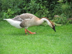 Anser cygnoides domesticus