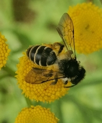 Andrena denticulata