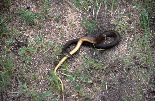 Natriciteres olivacea