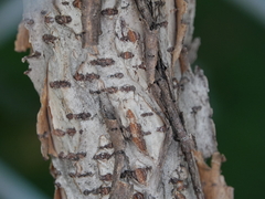 Celastrus orbiculatus