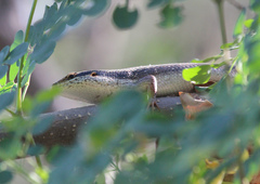 Trachylepis