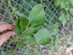 Celastrus orbiculatus