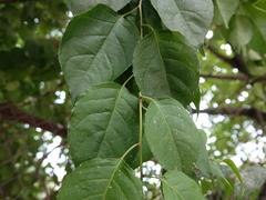 Celastrus orbiculatus