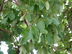 Celastrus orbiculatus