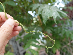 Celastrus orbiculatus