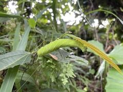 Marumba dyras