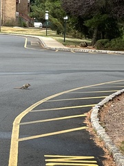 Sciurus carolinensis