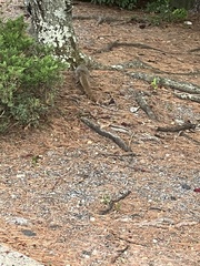 Sciurus carolinensis