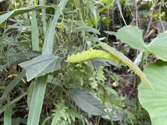 Marumba dyras