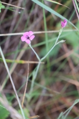 Dianthus deltoides deltoides