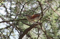 Tchagra australis